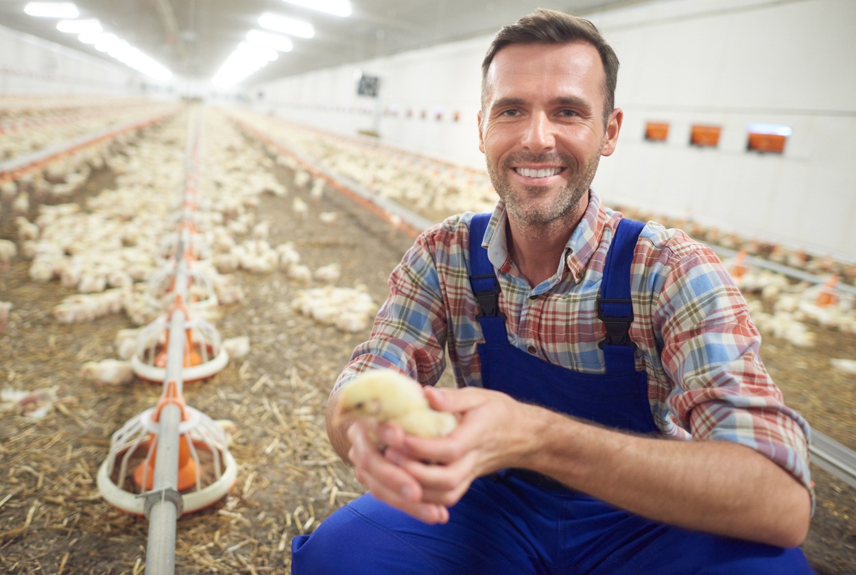Small chicken and the farmer
