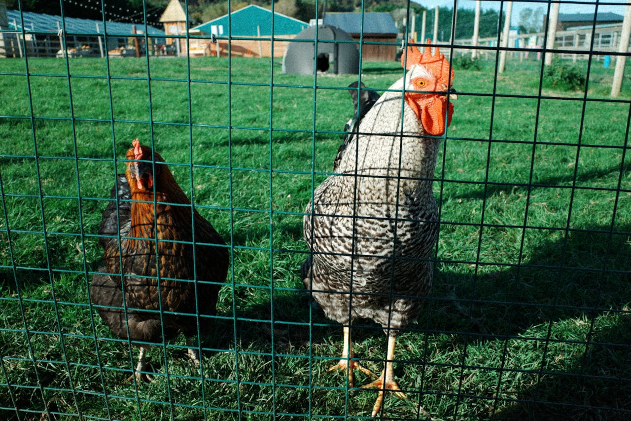 a rooster and hen behind a wire fence