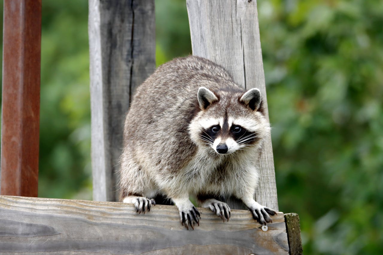 racoon