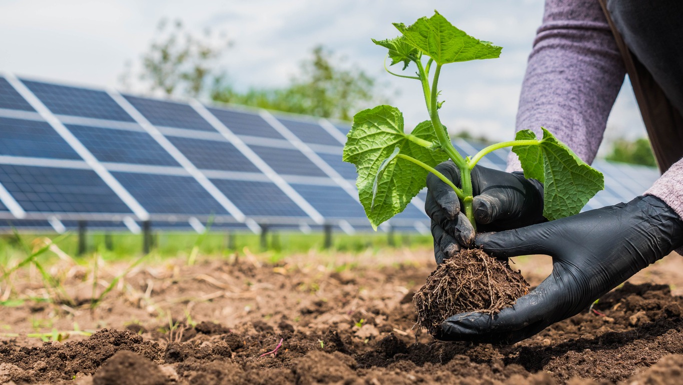 Farmer eats seedling in vegetable garden