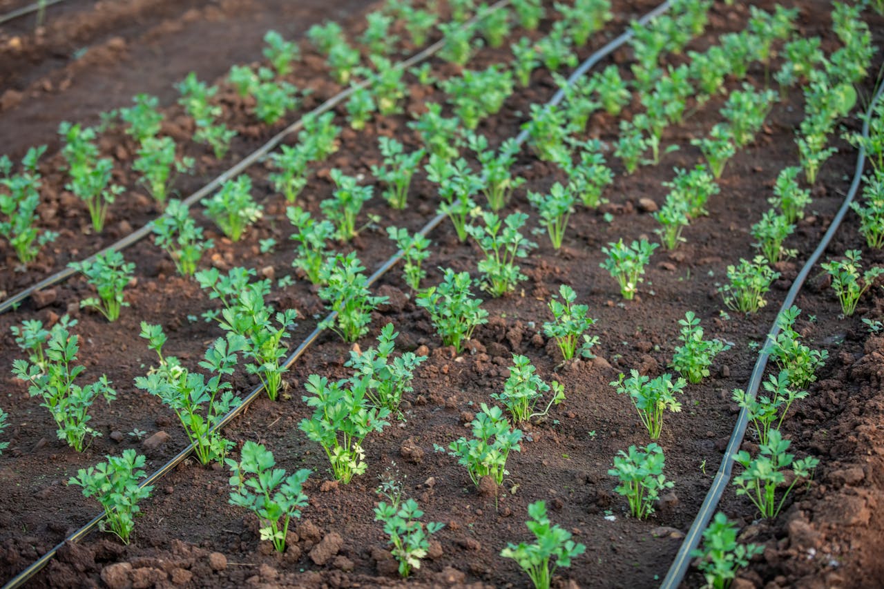 parsley plants on a farm with drip irrigation