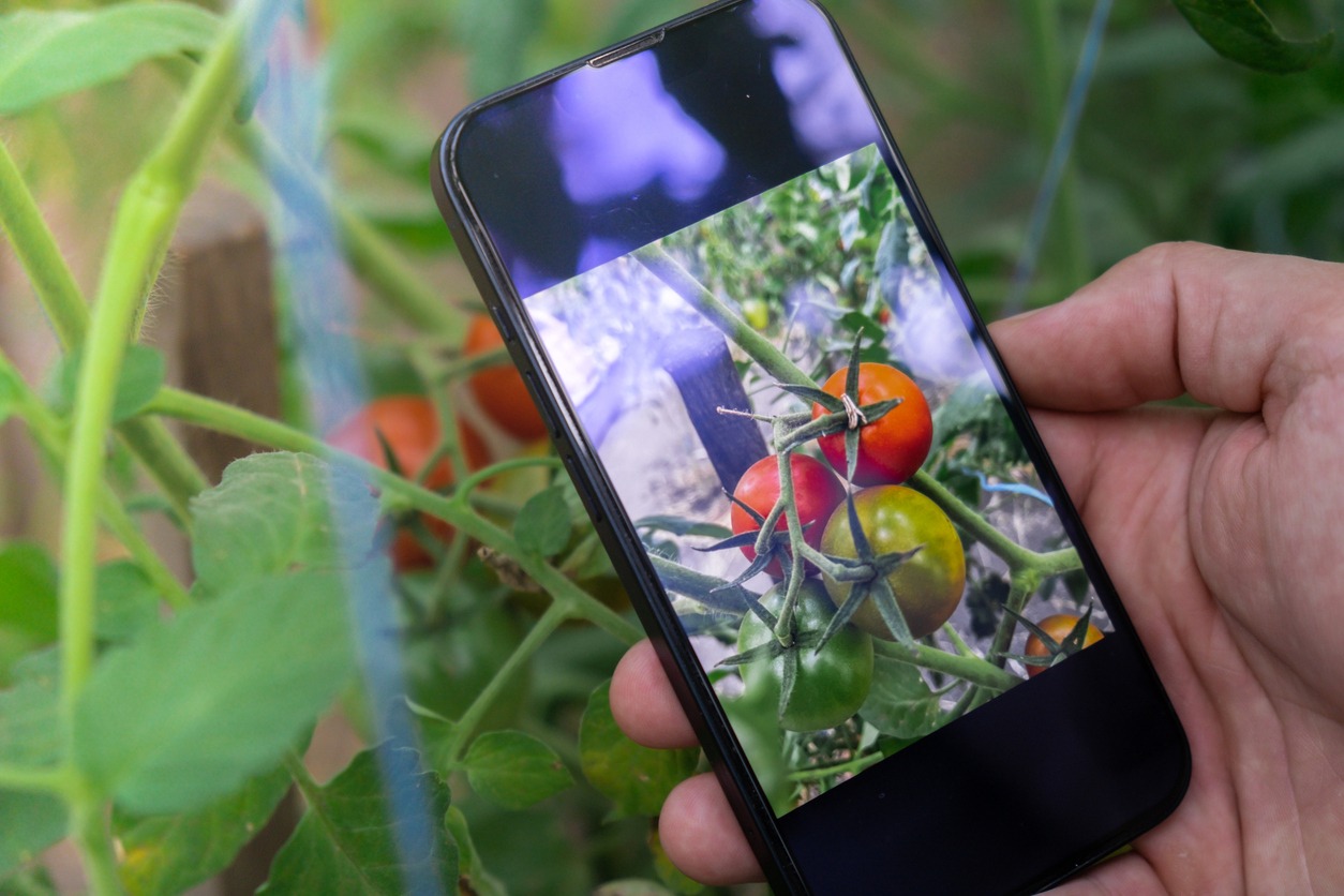 farmer taking a photo of tomatoes