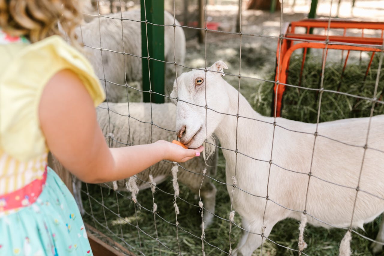 a girl feeding a goat behind a wire fence