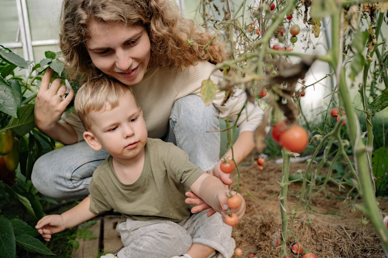a young boy harvesting tomatoes with his mom