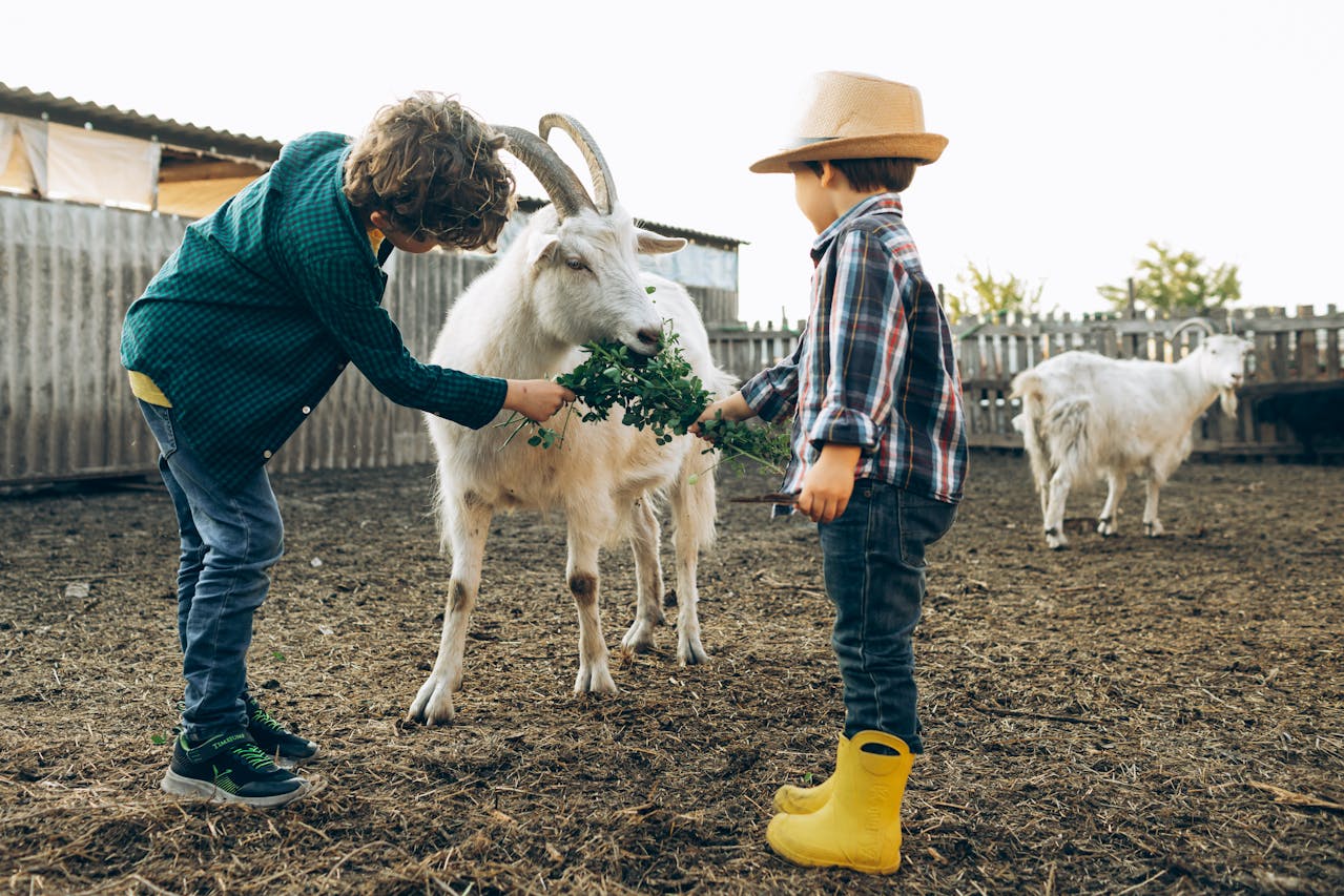 boys feeding goats