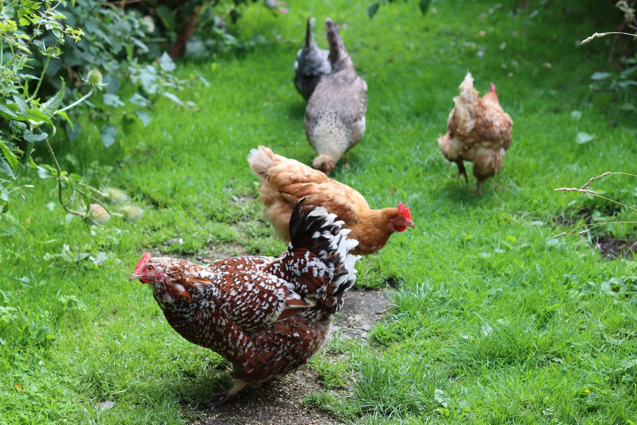 chickens pecking on feed on grass in a backyard