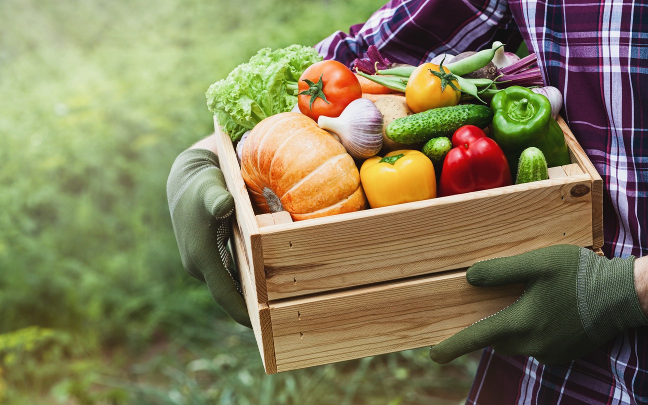 farmer holding freshly harvested vegetables in a crate