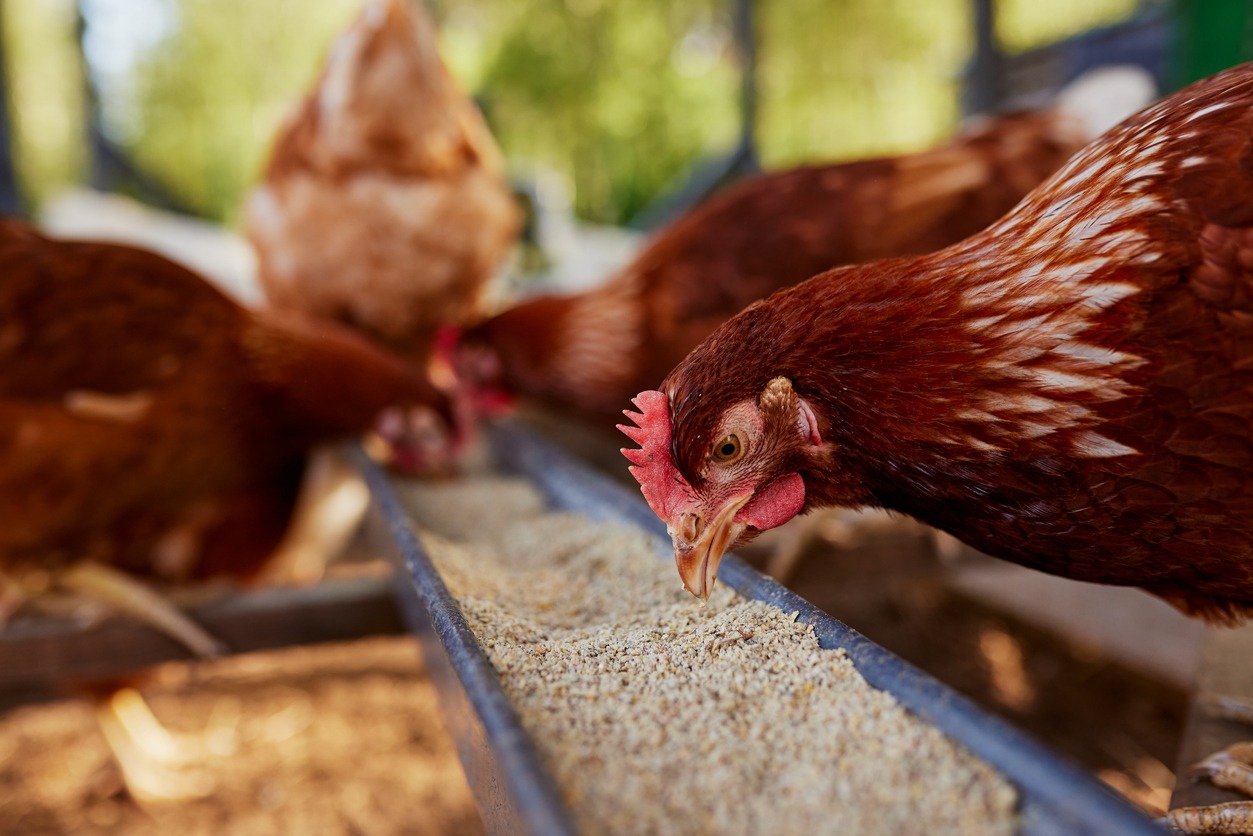 chickens eating grain