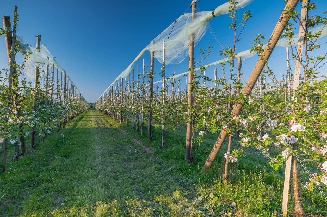 Agroforestry