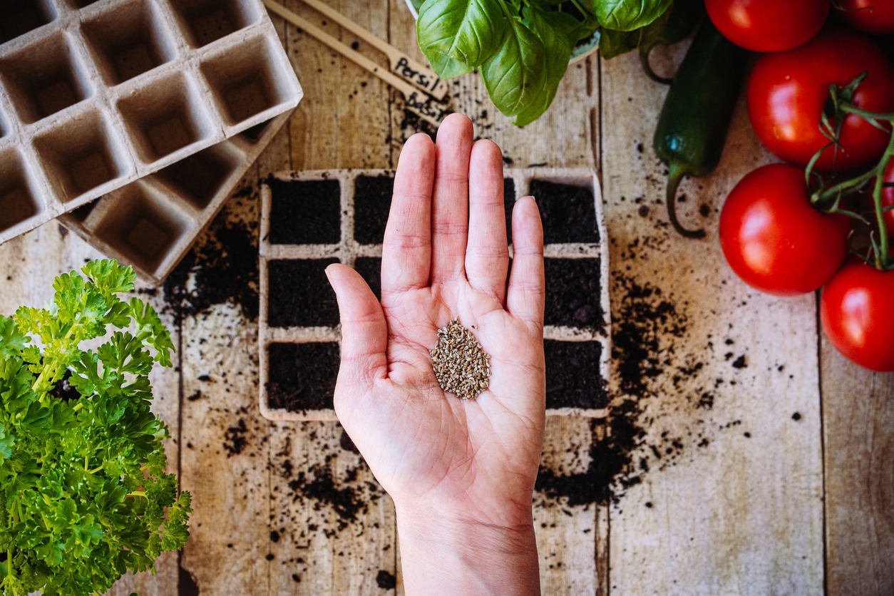 Heirloom, Organic, or Hybrid Seeds