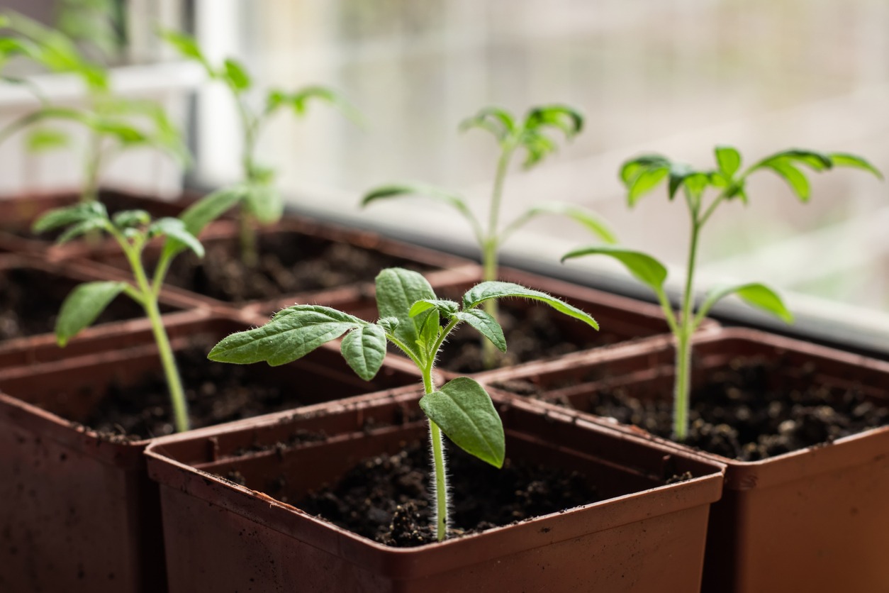 Seed Trays or Containers