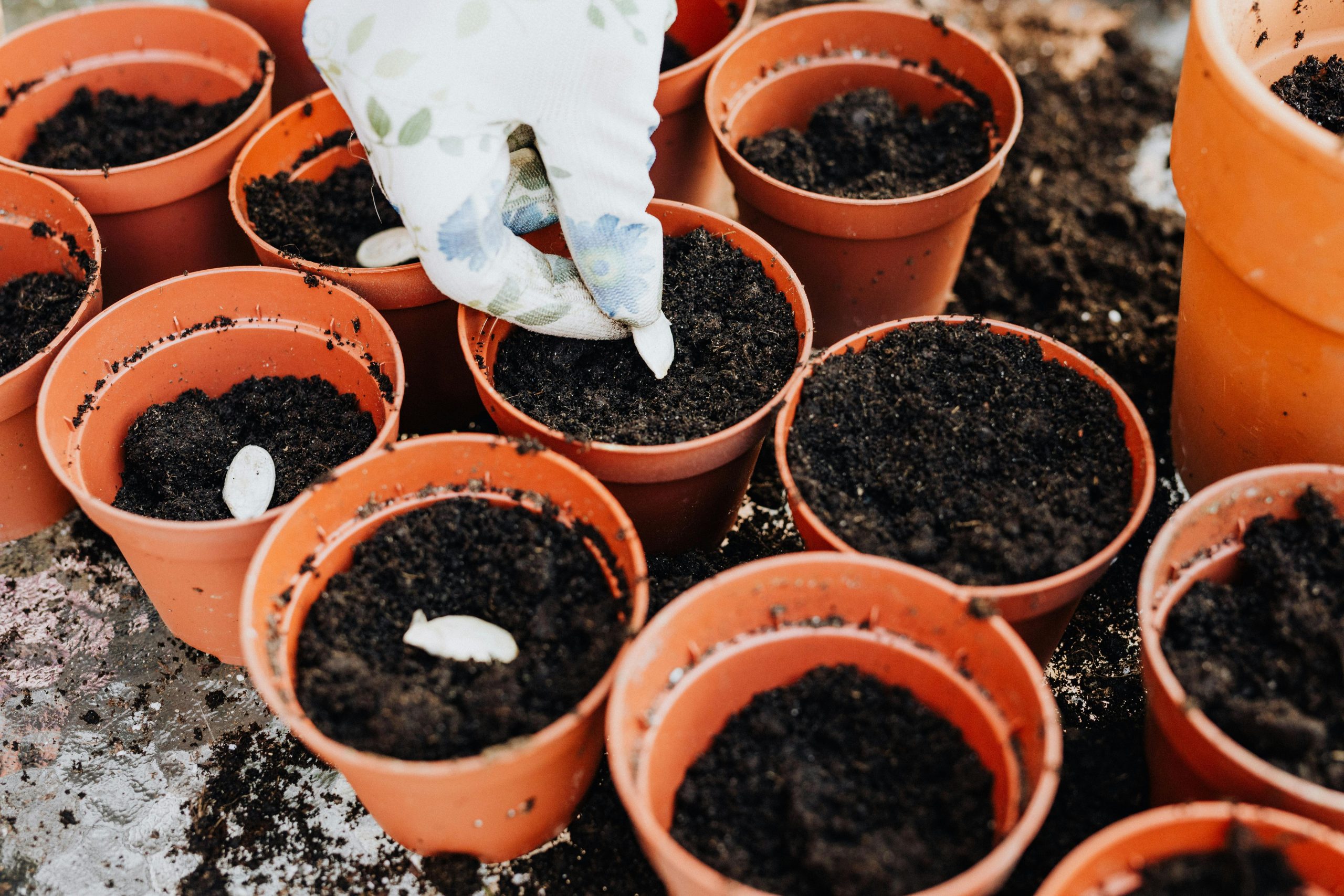person sowing seeds on small pots