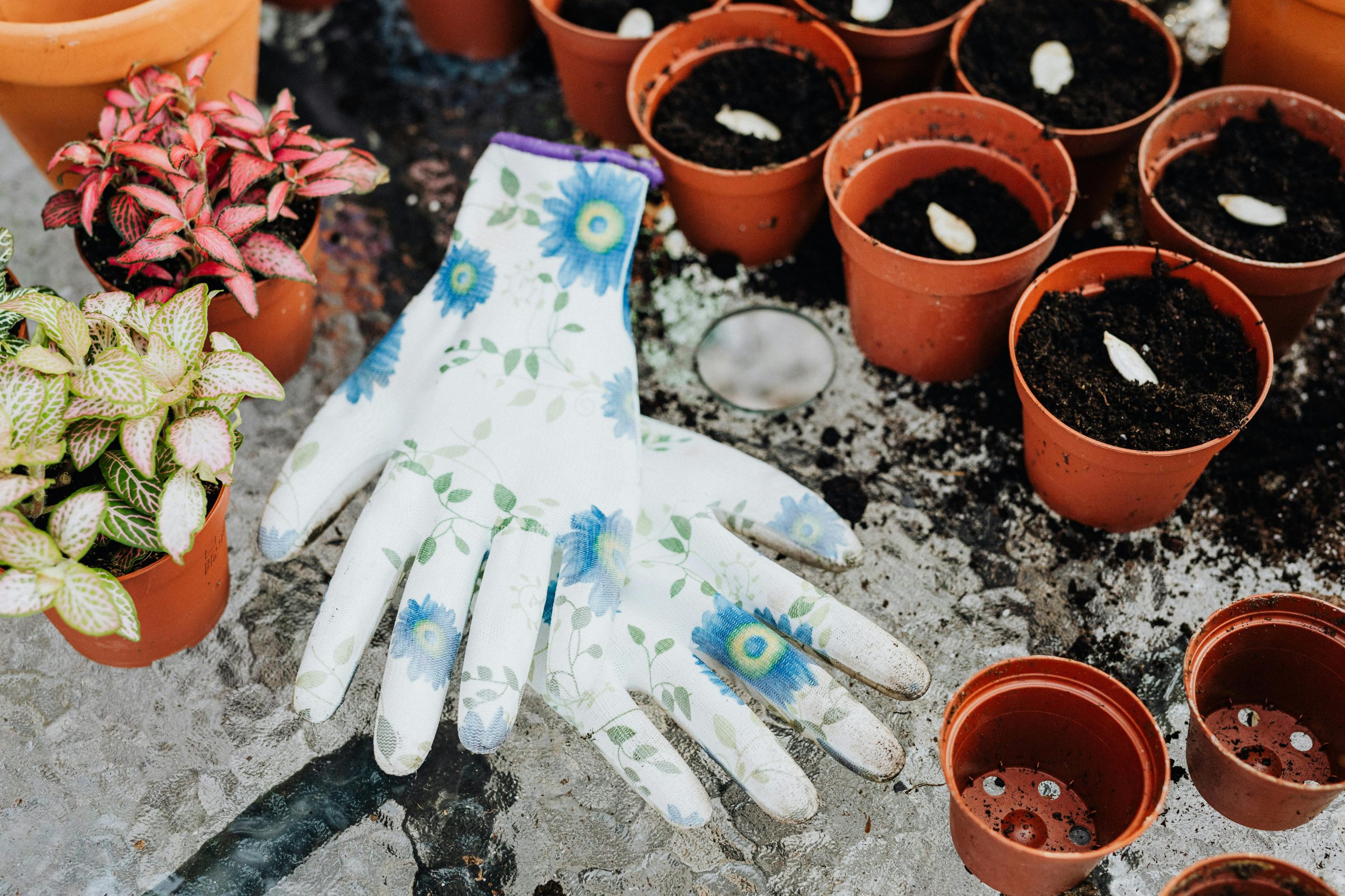 seeds on pots beside garden gloves