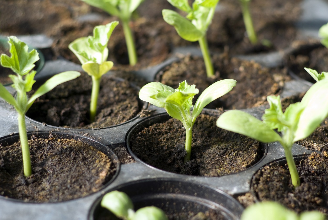vegetable seedlings in containers