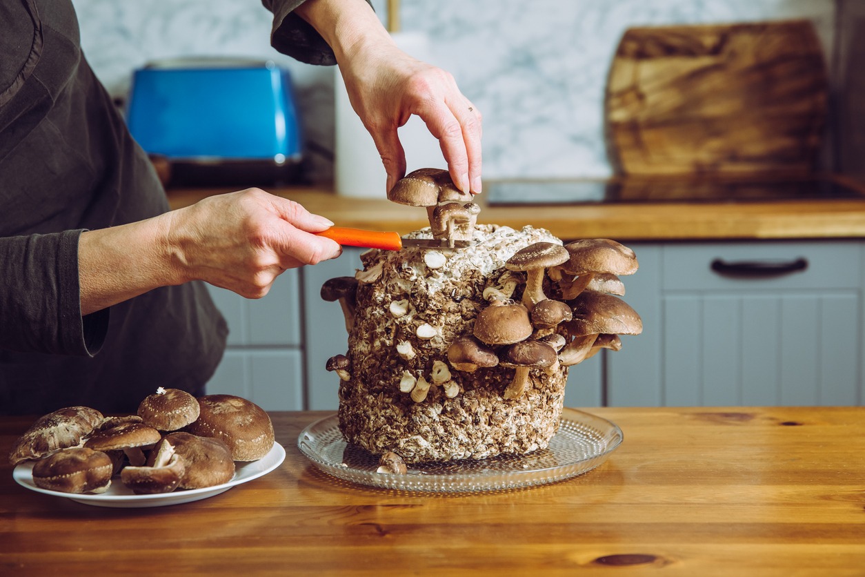 Harvesting and Storing Mushrooms