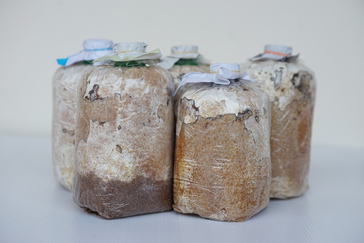 mushroom seeding bags