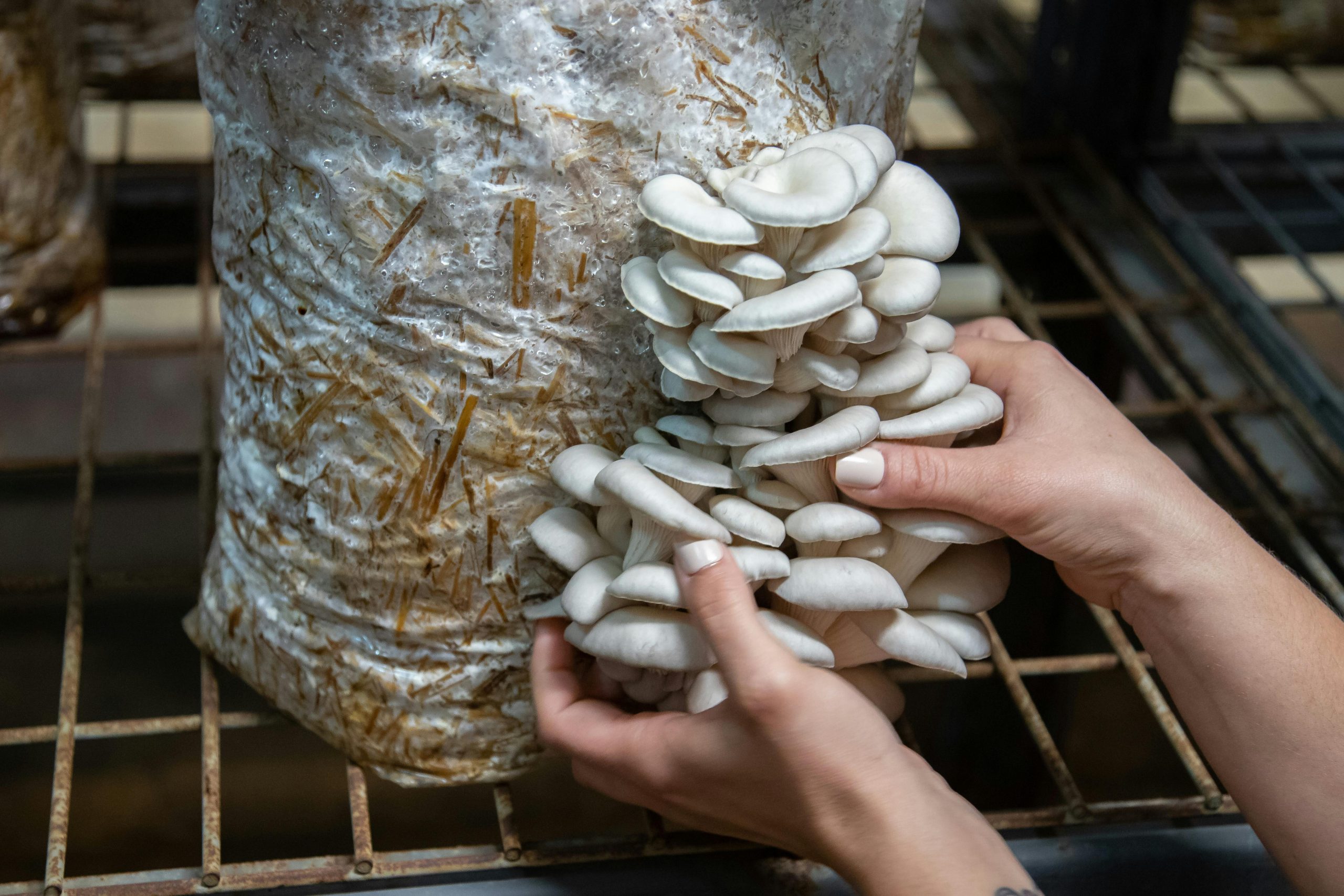 oyster mushrooms being harvested