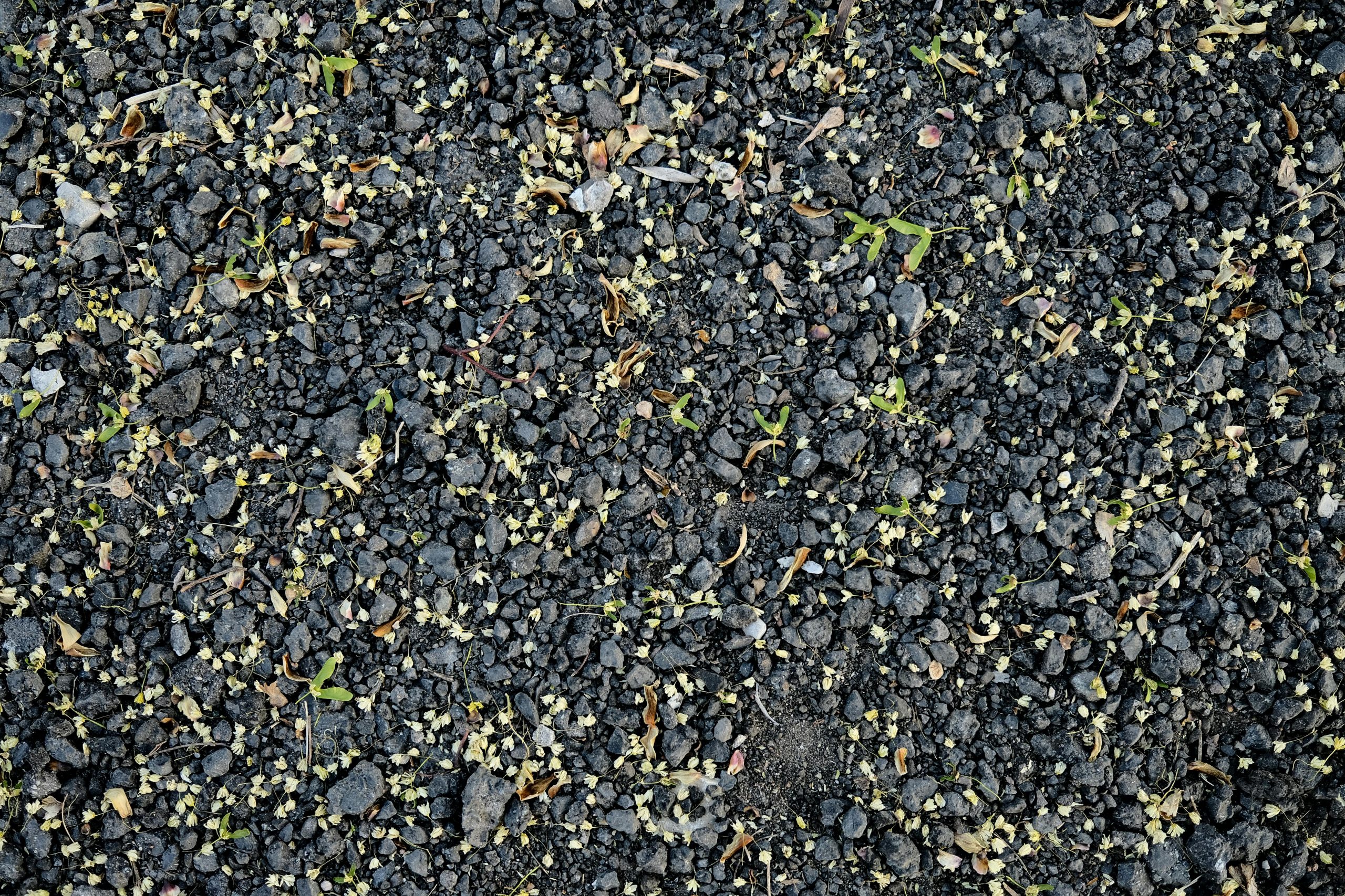 a rocky ground full of pebbles