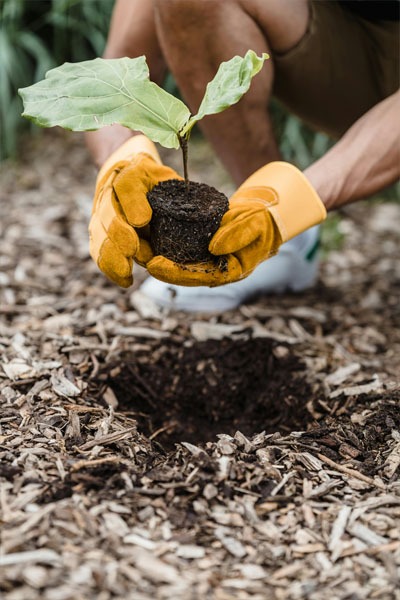 a seedling being planted into the soil with mulch