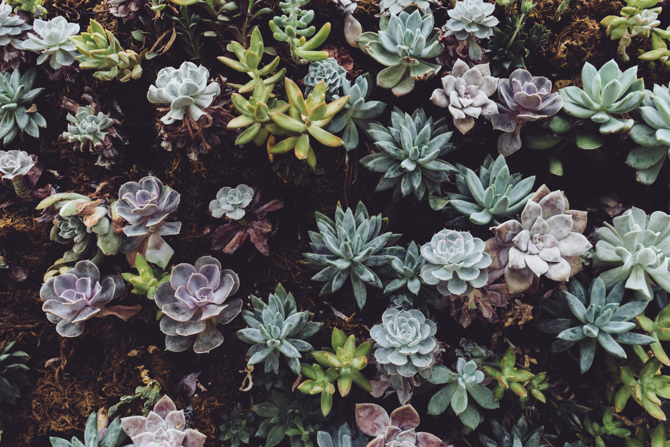 succulent plants