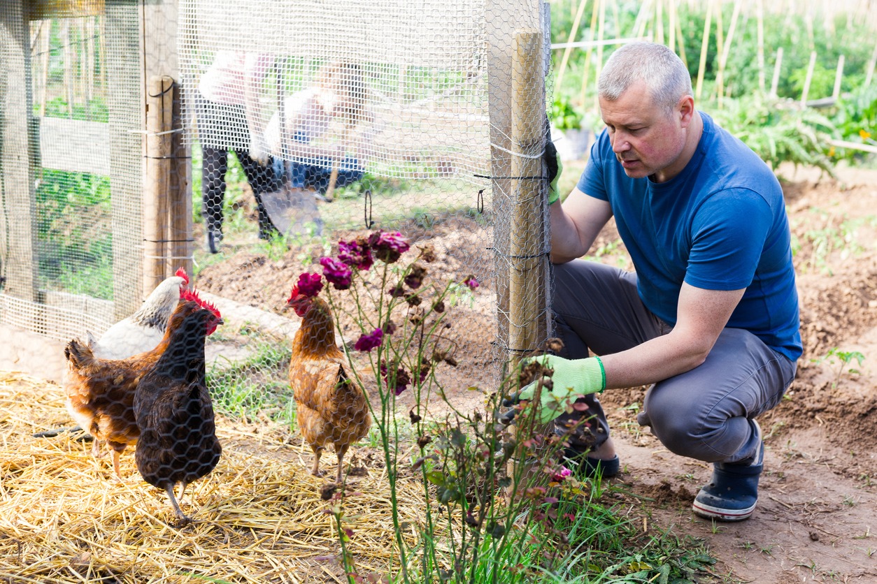 a farmer building a chicken coop fence