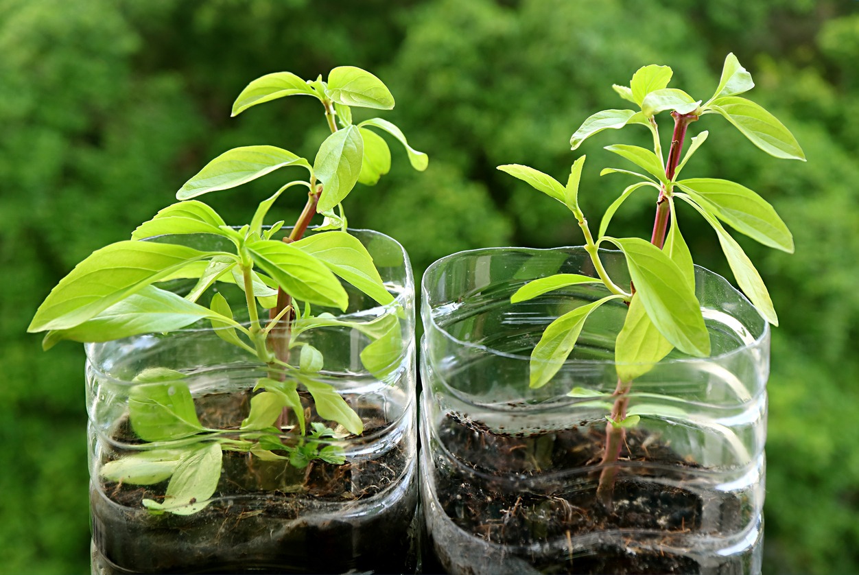 Caring for Newly Propagated Plants