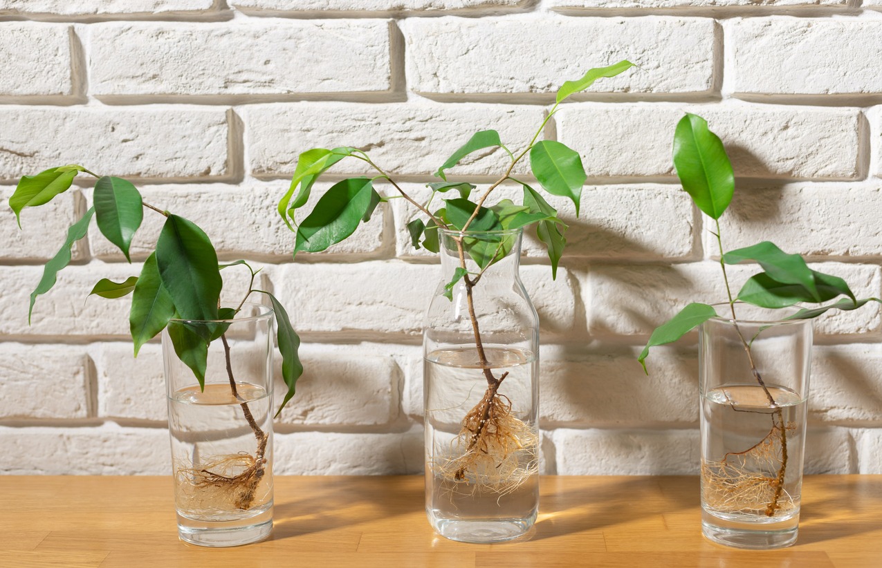 Setting Up Your Propagation Station
