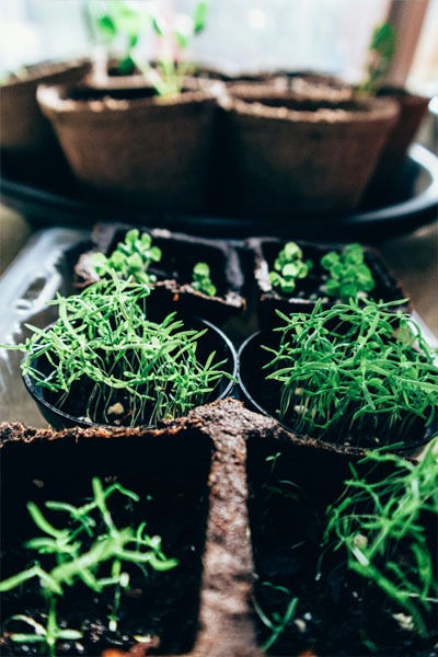 paper pots with herbs