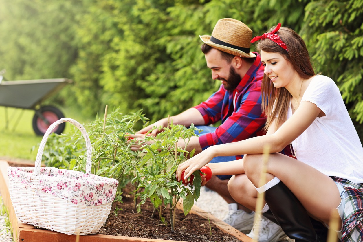 Young couple planting organic tomatoes