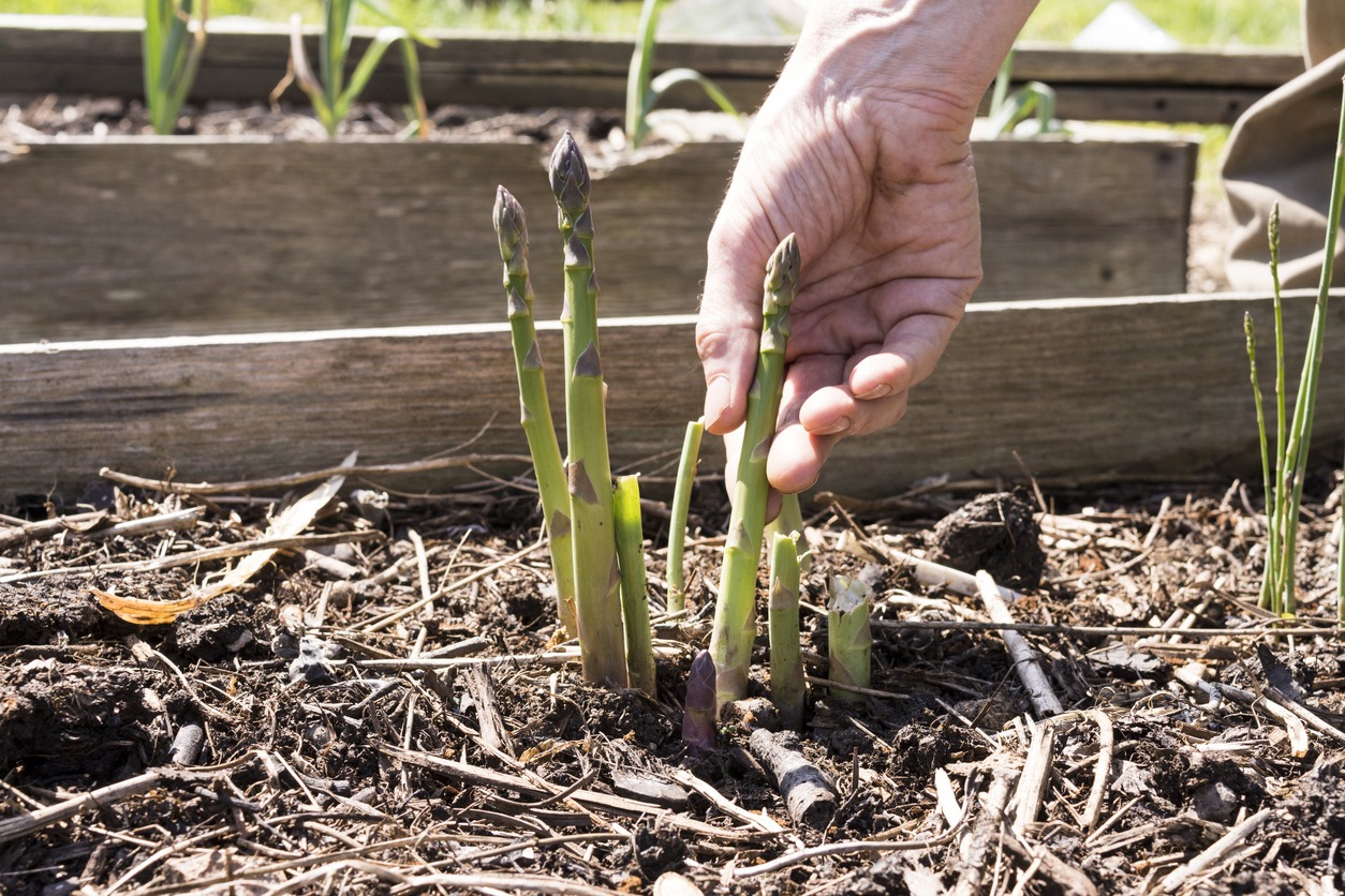 man's hand picking asparagus shoots in a raised bed