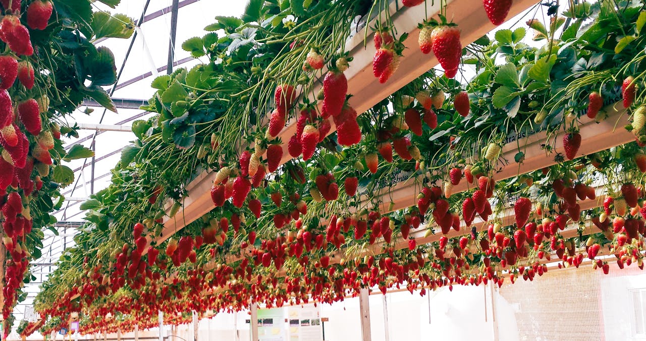 strawberries in a greenhouse
