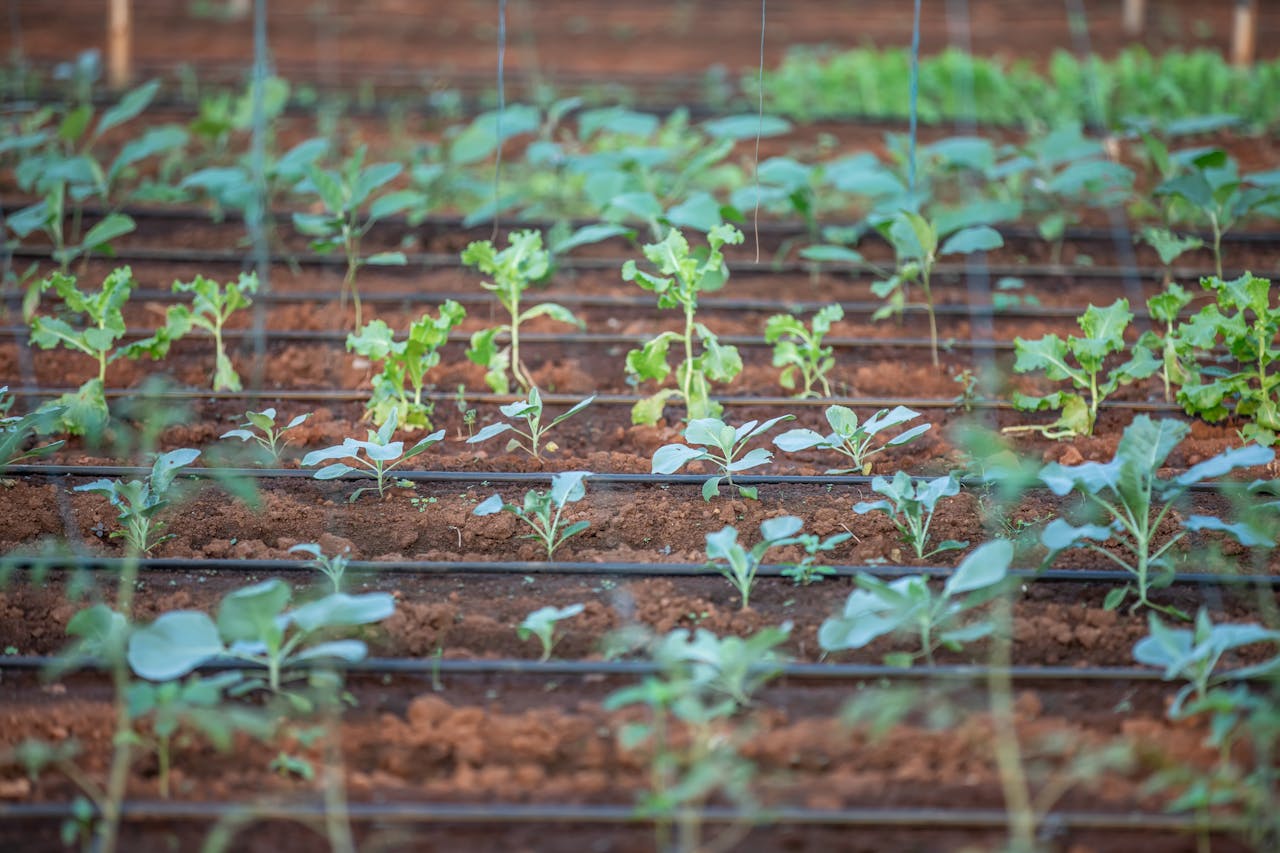 plants growing on farm with drip irrigation