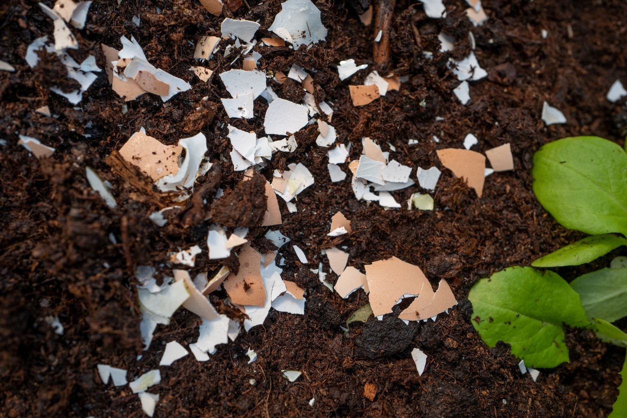 crushed eggshell on soil
