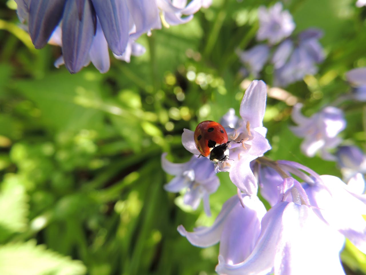 ladybug on a flower