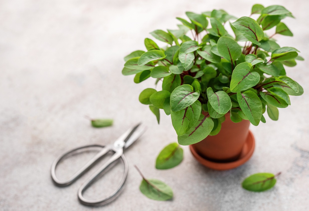 A pot with fresh sorrel microgreens