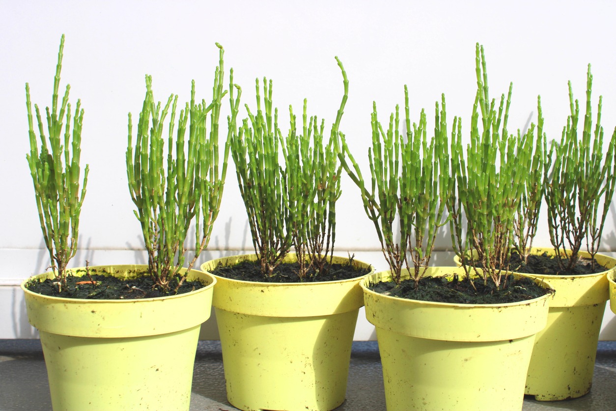 Green salty salicornia europaea plants