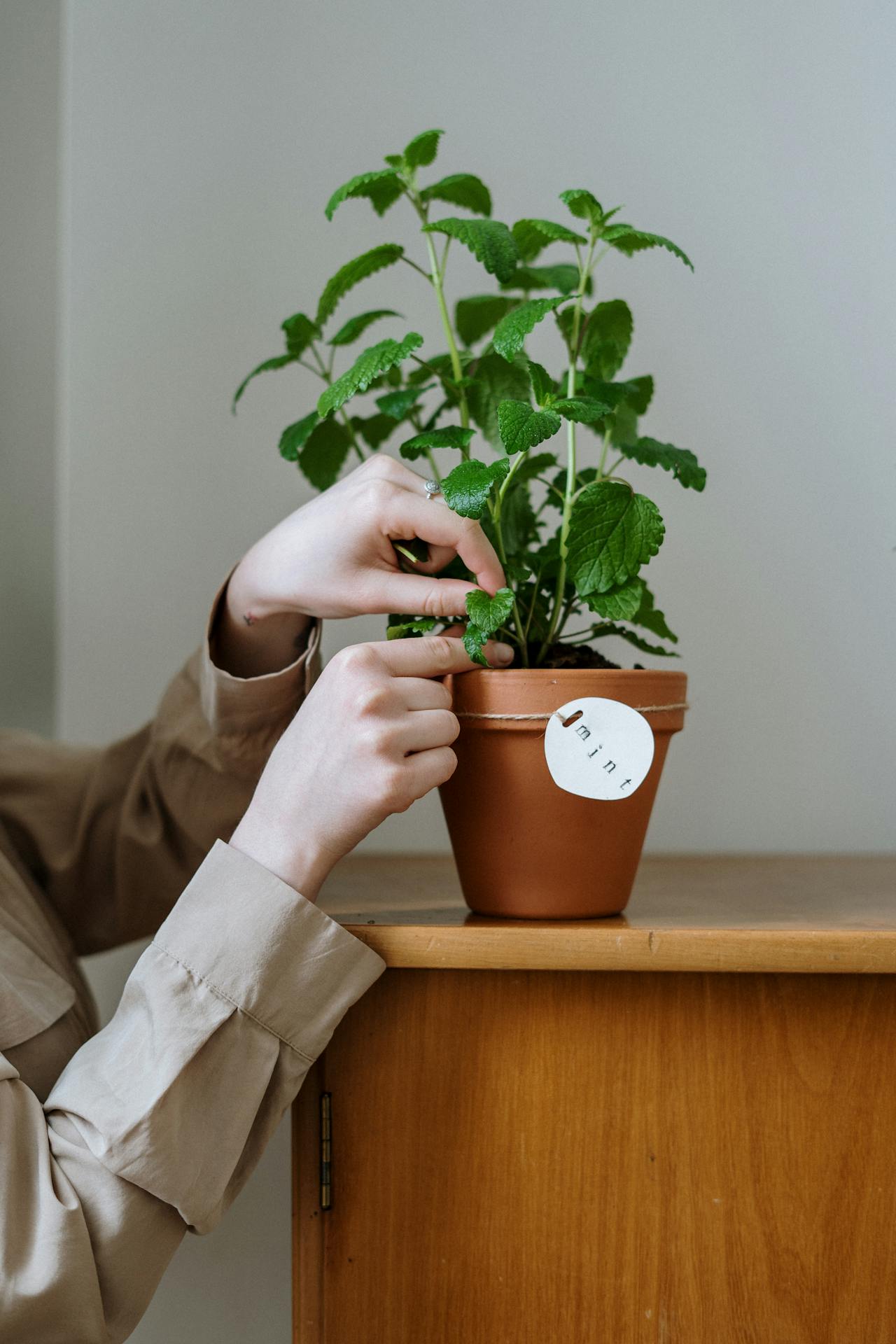 mint plant on a pot