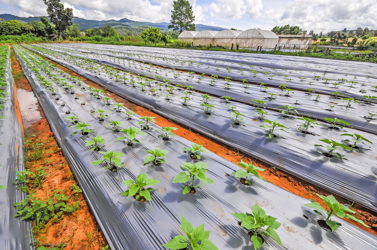 Plantation in the Mulch Plastic Film