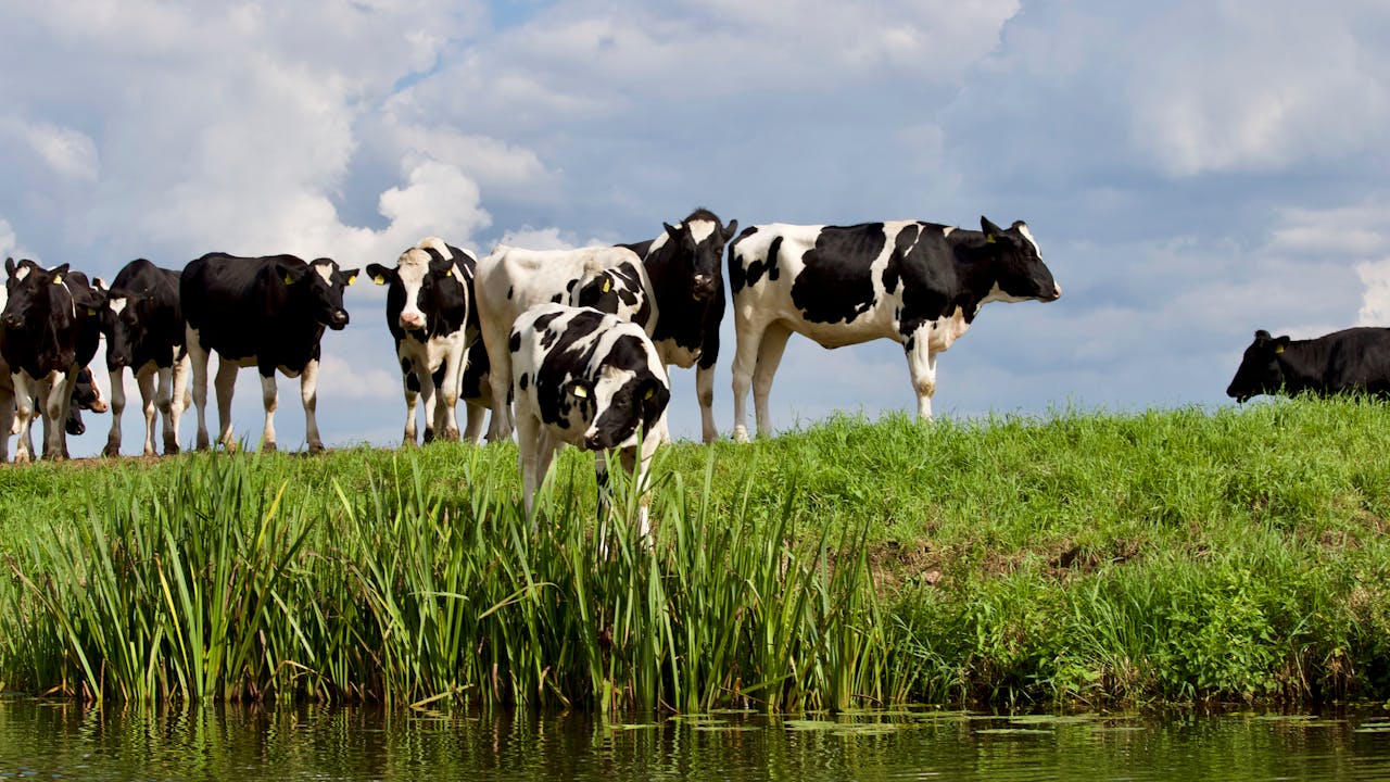 a group of black and white cows