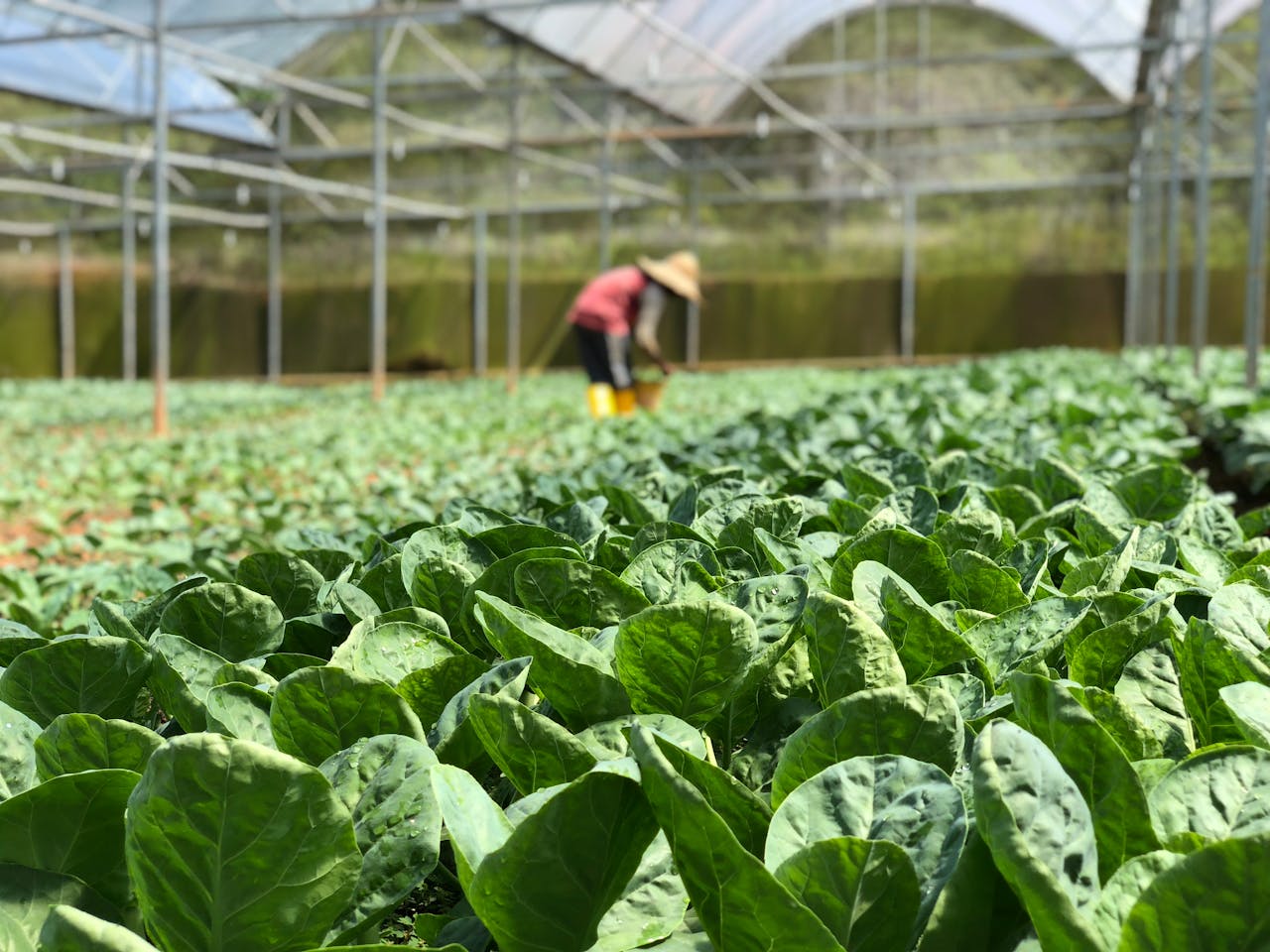 lettuce plantation in a greenhouse