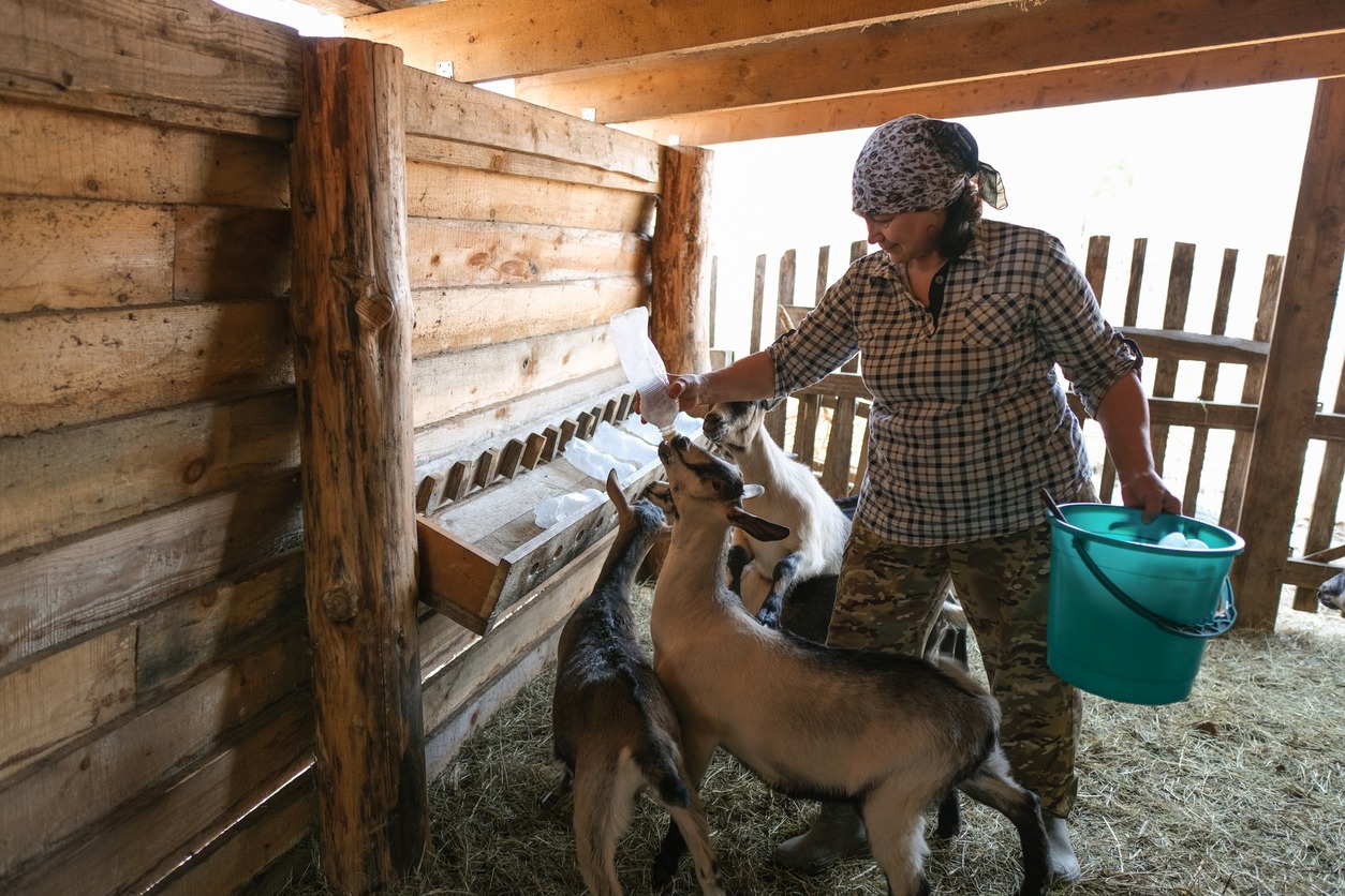 Farmer woman feeding baby goats with milk bottles on farm