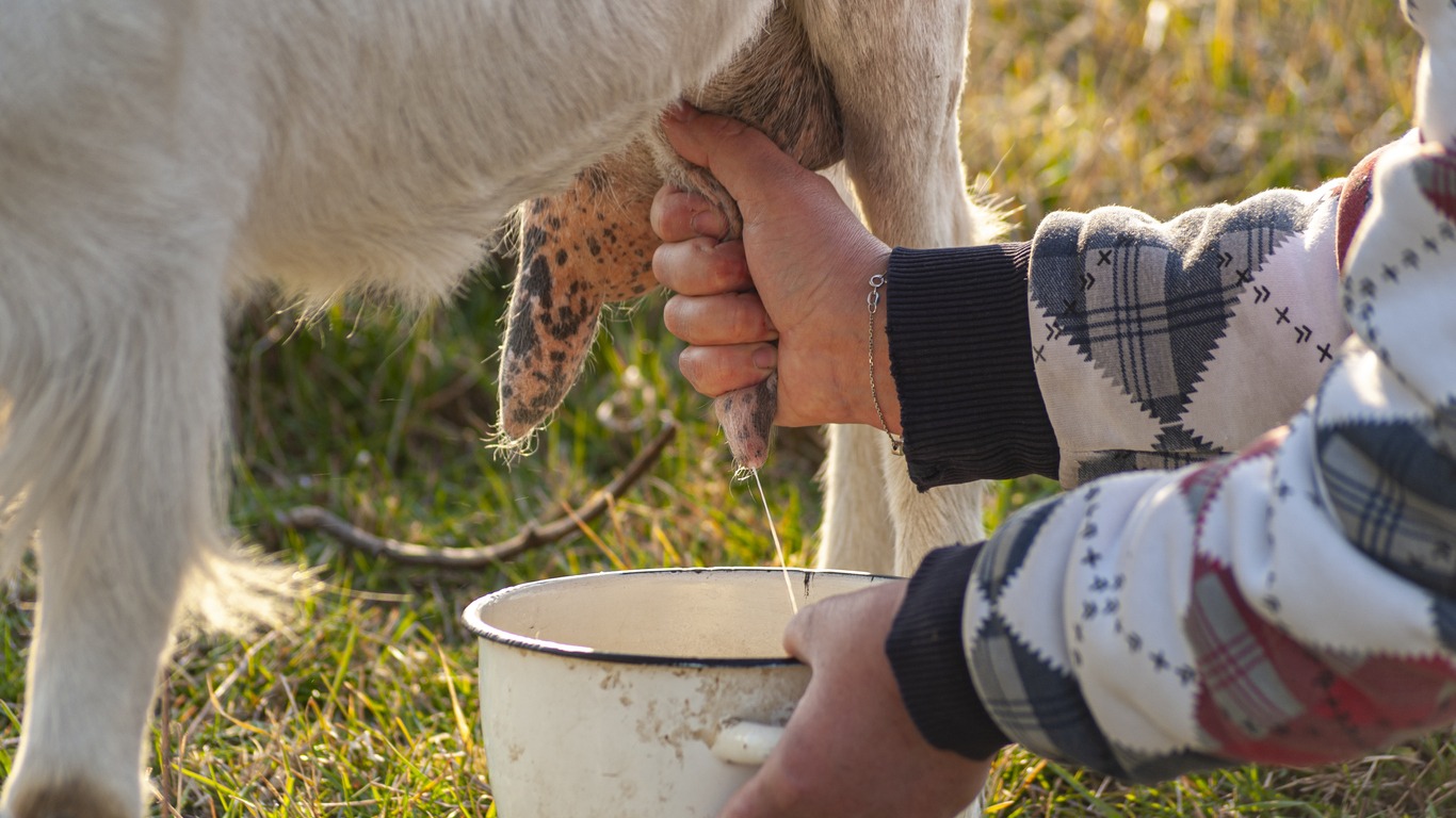 Woman hands milking a goat in the meadow