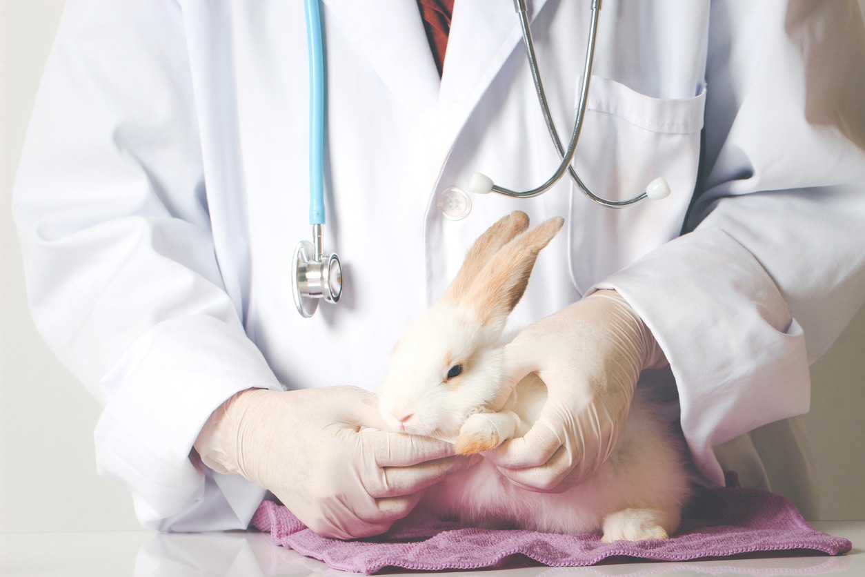 Rabbit needs veterinary care