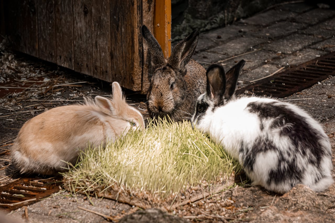 Three rabbits eating grass in a barn