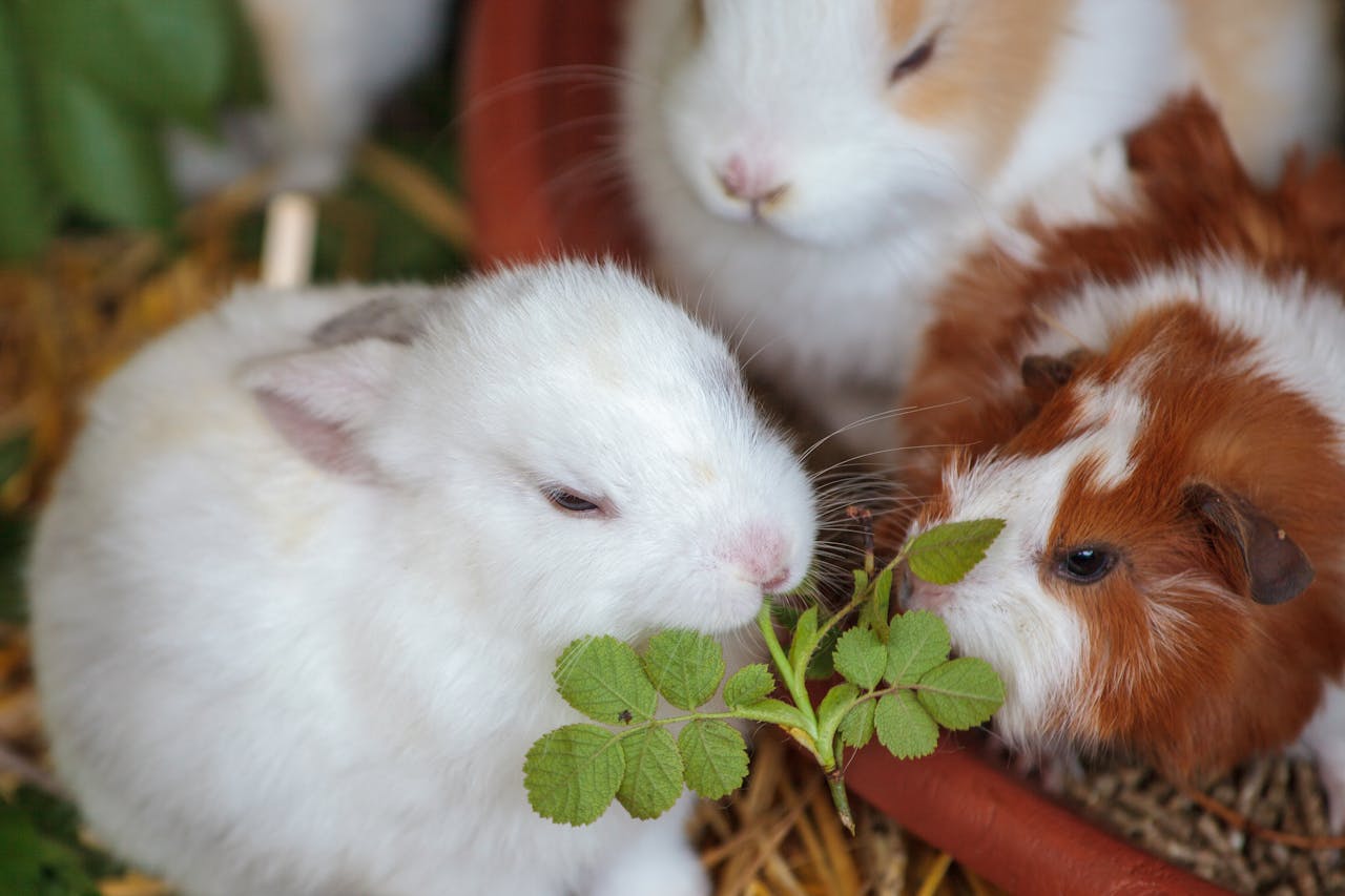 bunnies eating vegetables