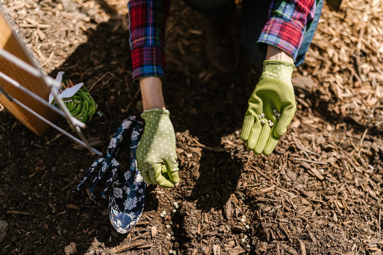 person sowing in soil with mulch