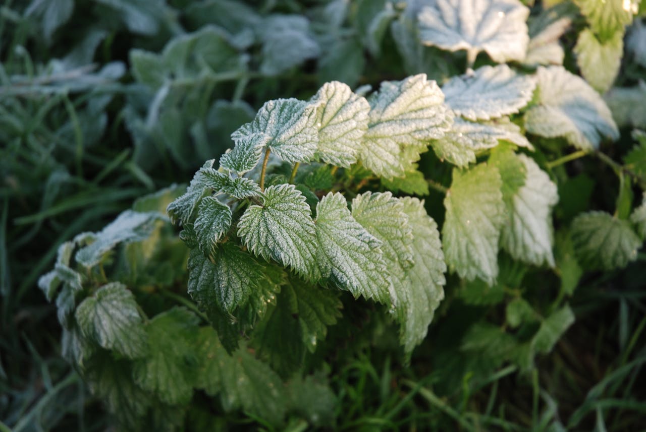 frost-covered nettle plants