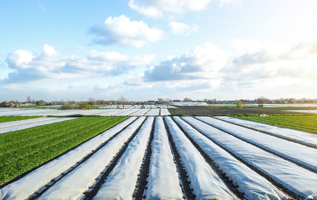 Potato plantation fields partially covered with agricultural spunbond fiber