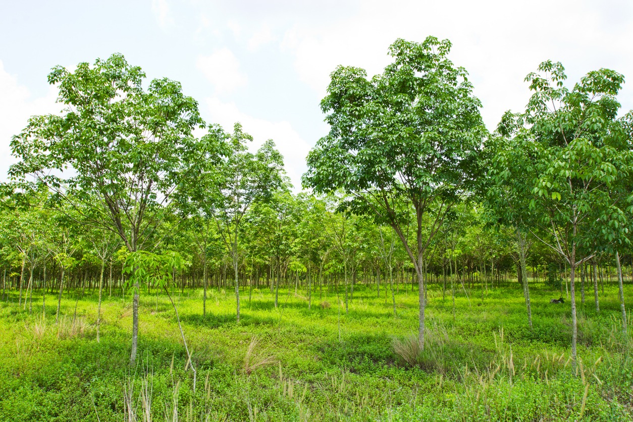 rubber tree plantation