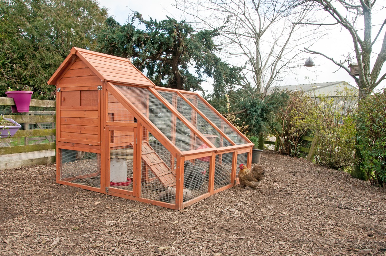 Chicken coop & bantam